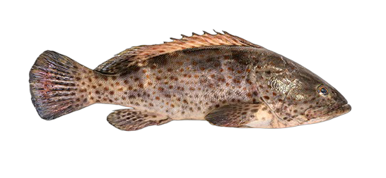 Grouper