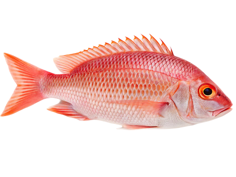 Red Snapper
